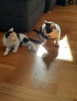 Kleine zwei kleine Kater suchen bald neues Zuhause - Bayreuth