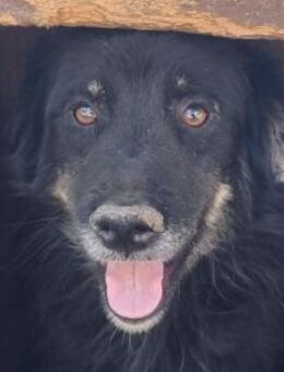 Cesar-fröhlicher Rüde 4 Jahre 51cm - Rösrath