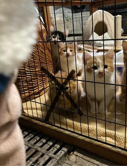 Kitten abzugeben - Beckeln