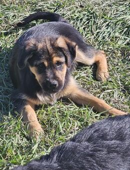 Nelson, freundlicher kleiner Hundekumpel - Leonberg (Baden-Württemberg)