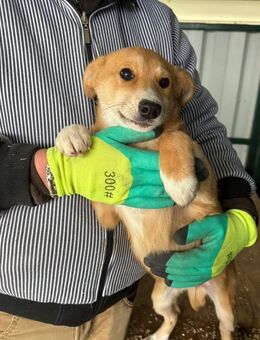 Topsy - kleine Familienhündin - Schlitz