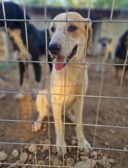 Kairi - neugierig und lernwillig - Mettmann