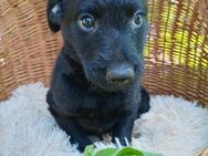 🩵Loisl 🩵sucht eine liebe Familie🐾 - Freilassing