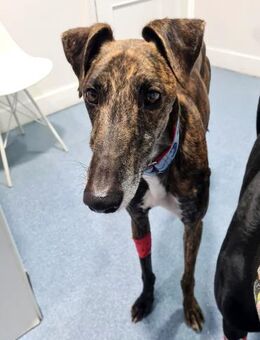 Roncel - freundlicher Galgo-Bub mit Kopf - Ratekau
