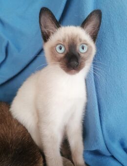 Nur ein Männlicher, Reinrassiger Siam Kitten - München Milbertshofen-Am Hart