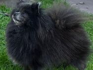 Pomeranian Zwergspitz - Varrel