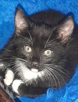 kleine Katzen abzugeben - Golßen