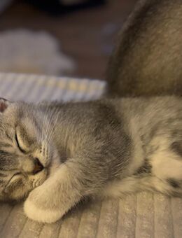 🐾 Wunderschöne Silver Tabby Kitten suchen liebevolles Zuhause 🐾 - Steinheim