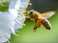Bienen Ableger - Zellingen
