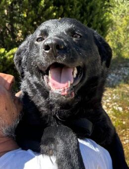 Bruce 💗 Sanftmütig, loyal, verschmust! - Hamburg