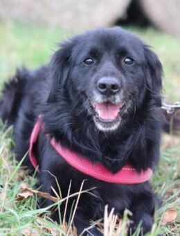 ZIVA💖sanfte, ruhige,verschmuste OldLady - Hamburg