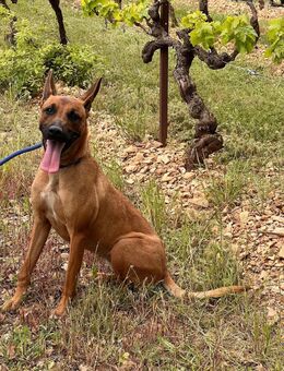 Nelly eine sportliche Malinoishündin - Bad Wünnenberg