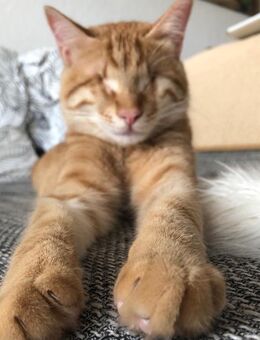 Hunde liebender blinder Kater sucht Katzen liebenden Hund - Großenkneten