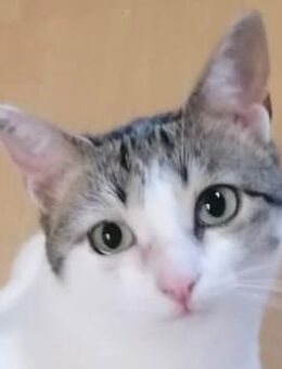 KITTY - Betzenstein