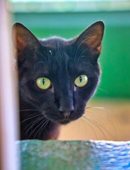 Katze Pantera 5 - Bochum