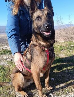 Lio sucht seinen best Buddy! - München