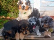 Goldenaussie Welpen - Allenbach