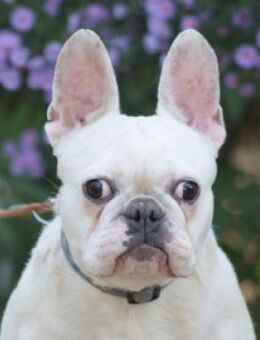 Bijou - zu Menschen ganz toll, lieb - Lohmar