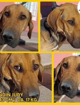 Judy Jagdhund Mischling Hündin Junghund - Margetshöchheim