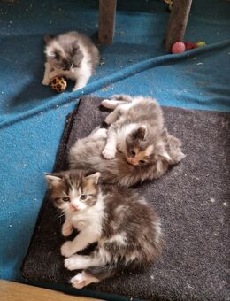 Nur noch 3 Mai Maine Coon Mixe - Tarmstedt