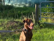 Liebevoller Schoko Labrador sucht Für Immer Zuhause - Bremen