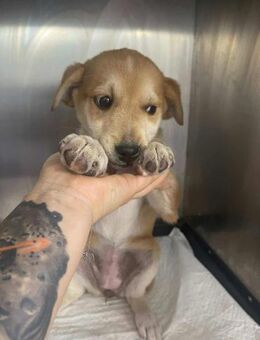 B707 Flocke ohne zu Hause - Neuberg