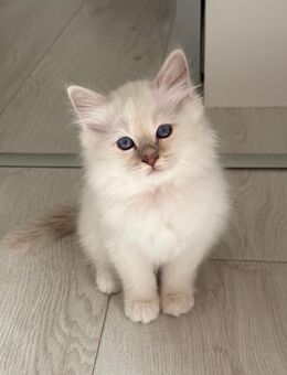 Reinrassige Heilige Birma Kitten mit Stammbaum - Hamburg
