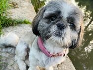 Shi tzu Welpen - Altdorf (Bayern)