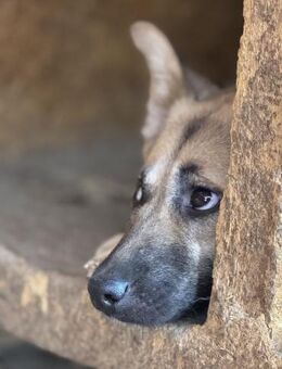 Bailey, die Zurückhaltende 🐾 - Elsdorf (Nordrhein-Westfalen)