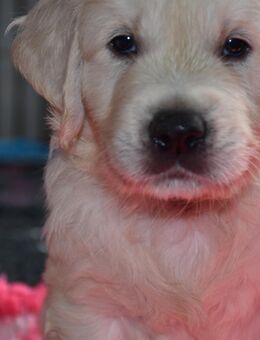 Wunderschöne sehr helle Golden Retriever Welpen - Bad Mergentheim