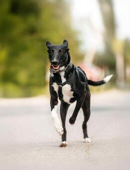 Wunderbare Stella sucht ihre Menschen - Duisburg