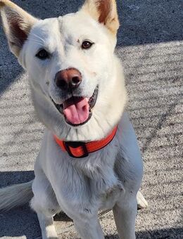 Jirisan sucht ein Zuhause ♥ - Ebstorf (Klosterflecken)