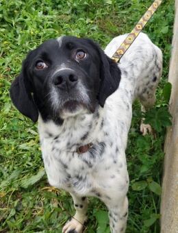 Jaquelino - verspielter Familienhund 😊 - Speyer