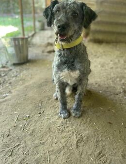 Bubbles - geb. 01/2022 - Remagen