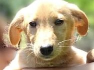Kleiner FREDDY sucht Familie - Gefrees