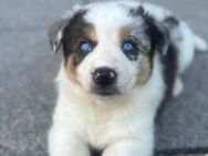 Australien Huskys - Essen