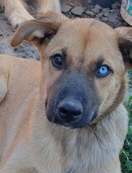 Kleine Pixie sucht ihre Familie - Weilheim (Oberbayern)