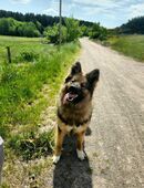 Liebevolle Schäferhund-Mischlingshündin sucht neues Zuhause in 99894