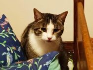 Hübsche Tia sucht ein liebes Zuhause - Margetshöchheim