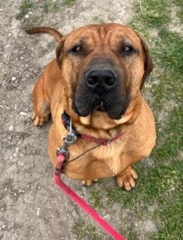 DIMI - Freude völlig neu kennenlernen - Overath