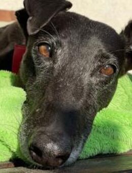 Ambar- hübsch &lieb sucht liebe Menschen - Freudenstadt