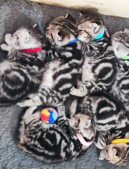 Bkh Kitten, Kätzchen mit Stammbaum - Büren