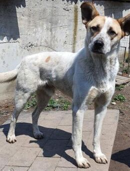 Vincent 57 cm - Alpenrod