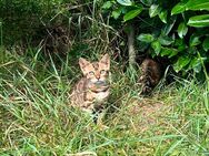 Bengalkitten wunderschön und Typvoll tricolor - Offenburg