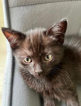 Babykatzen BKH Und Russichblau mix - Wagenhoff