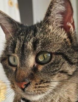 🐱 Einzigartige Katze Bunny 💖NOTFALL - Eislingen (Fils)