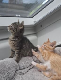 6 Babykatzen suchen ihren Dosenöffner!!!! - Hohenstadt