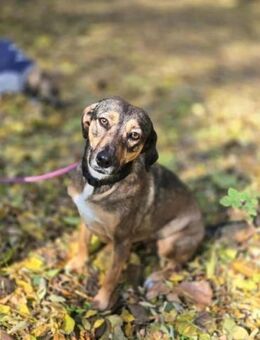 Pircsi sucht ihr eigenes Körbchen - Nordwalde