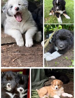 Australien sheppard × Border collie × Leonberger Mix - Vellahn