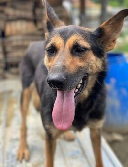 Liberta, gebar an der Kette - Steinhagen (Nordrhein-Westfalen)